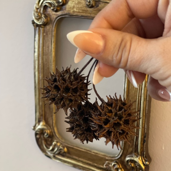 ✨Organic Witches Burr from Savannah Georgia & Florida handpicked on myNaturewalk - Picture 8 of 17